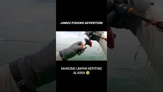 umpan kepiting alaska kembali berulah fishing mancing semarang fish kepiting shorts fyp [upl. by Drofla889]