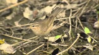 Dusky Warbler Phylloscopus fuscatus [upl. by Assenad597]