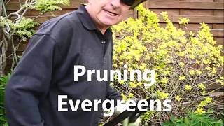 Pruning evergreens to encourage more blooms  Step one [upl. by Spalding]