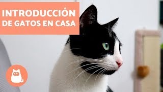 Cómo introducir un segundo gato en casa  Educador de Gats [upl. by Weiser]