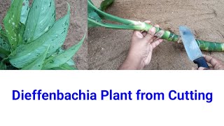 Dieffenbachia Plant Propagation from cutting  dumb cane propagation [upl. by Nnayd483]