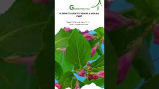 Ultimate Guide to Weigela Shrubs Care WeigelaShrubs GardenBeauty shorts [upl. by Allenaj]