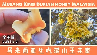 喝猫山王榴莲花蜜 Musang King Durian Honey subtitle [upl. by Arual]