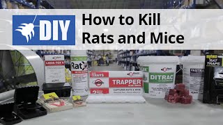 Rodent Control Overview  How to Kill Rats amp Mice [upl. by Arehahs749]