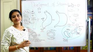 DEVELOPMENT OF THE STOMACHDEVELOPMENT OF THE GITPART 4DR ROSE JOSE MD [upl. by Ahsar]