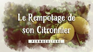 Le Rempotage de mon Citronnier [upl. by Bick]