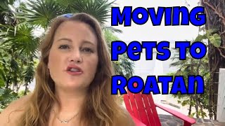 Make Your New Home In Roatan  Tips For Moving With Your Pets  Extended Version [upl. by Harak390]