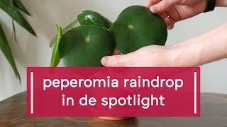 Zo verzorg je de Peperomia raindrop polybotrya [upl. by Mou698]