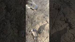 Chukar bird fight chukar bird birdvideo shortfeed youtubeshorts [upl. by Neelav]