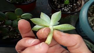 How I plant and take care of a succulent cutting with no roots🌵 [upl. by Yecies]