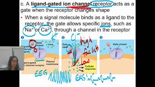 0406 Ligand Gated Ion Channel Receptors and Intracellular Receptors [upl. by Enilegna]