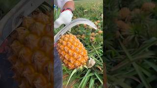 Ananas fruits shorts fruit pineapple minivlog [upl. by Mossolb584]