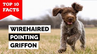 Wirehaired pointing griffon Olive and German Wirehaired Pointer Hilda double team a quail in MS [upl. by Kloster]