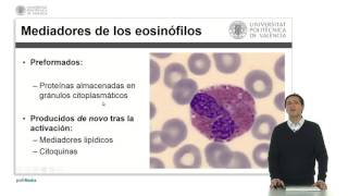 Eosinófilos   UPV [upl. by Cathrin]