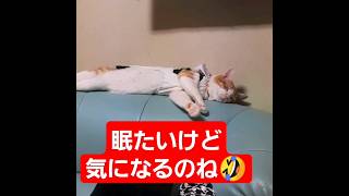 気になるあの子はねこ猫との暮らし ねこ動画 テレビ眠い猫shorts [upl. by Eliezer]