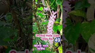 Orchid Sale Only Rs49Foxtail Orchid Rhynchostylis OrchidDendrobium Orchid [upl. by Hnid692]