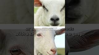 Are there any hybrid animals 🐑 science [upl. by Atiruam]