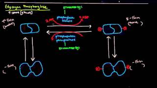 Glycogen Part 4 of 4  Regulation of Glycogen Metabolism [upl. by Pallua]