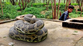 Anaconda Snake 3 in Real Life [upl. by Grubman905]