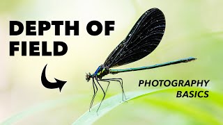 How to Use Depth of Field in Photography  Explained [upl. by Horst553]