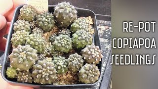 Repot 9 month old Copiapoa lembckei cactus seedlings with me  Its too hot to do anything outside [upl. by Rebecka]