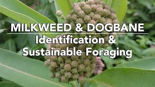 Milkweed amp Dogbane — Identification amp Sustainable Foraging with Adam Haritan [upl. by Yrram]