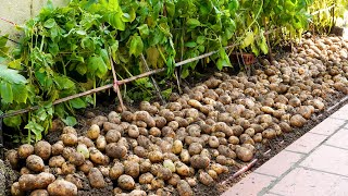 Growing Potatoes At Home Is A Lot Of Tubers And Easy For Beginners [upl. by Sukramaj]