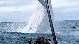 Biggest Whales in the world 🐋  Blue Whales  Monster Whales [upl. by Isdnil817]