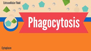 Phagocytosis [upl. by Ahsirak]