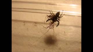 House Centipede vs Spider [upl. by Cowey]