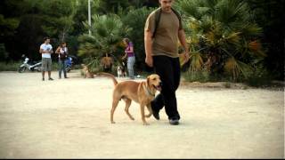 Εκπαιδευση σκυλων  Υπακοη χωρις λουρι Labrador  k9traininggr [upl. by Nodrog551]