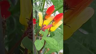 Firecracker vine  Ipomoea lobata  Flugeldablóm  Logavafklukka  Vafningsklukkuætt  Sumarblóm [upl. by Forward]