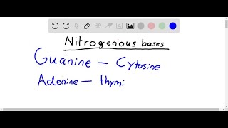 What are the four nitrogenous bases found in RNA a uracil guanine cytosine thymine U G C T… [upl. by Warchaw]