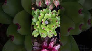 Bromeliad Care  How to get rid of Mosquitoes [upl. by Derf]