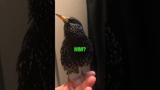 This Bird Sounds Like R2D2 🤖 [upl. by Atinram]