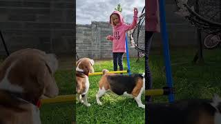 Beagle training tip😉beagle beaglelife dogtricks doghack cutedogs [upl. by Hewe210]