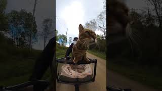 Pouncey and I got caught in the rain cat adventurecat bengalcat [upl. by Douville]