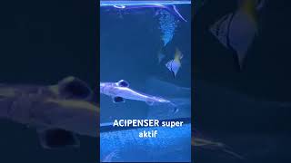 ikan ACIPENSER super aktifikan aquariumaquascape aquarium [upl. by Tiossem]