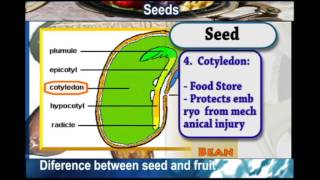 SEEDS Difference between SEEDS and FRUITS [upl. by Adnam]