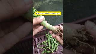 opuntia tuna monstruosa 🌵Root rot or damage stem rescue gardening care shorts [upl. by Aerdnaid97]