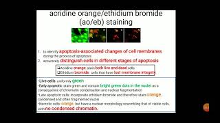 AOEB staining HoeschtRhodamine staining FDA approved PLGA nanoformulations [upl. by Aiz]