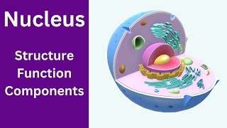 Nucleus Structure and Function  Nucleolus function  Nucleus class 9 [upl. by Anais]