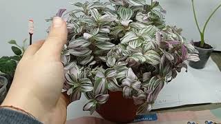 Tradescantia fluminensis Tricolor уход и размножение [upl. by Hercules]