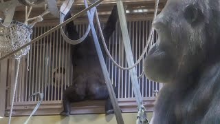 Annie’s anxiety She gets husbandry training⎜Snack Time of the Shabani Troop⎜HIGASHIYAMA ZOO⎜東山動植物園 [upl. by Oler]