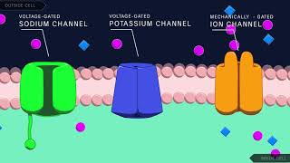 Action Potential in the Neuron [upl. by Shirlie408]