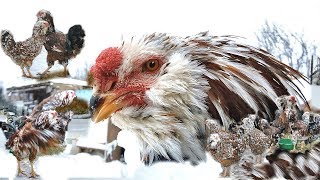 Russian Orloff Chickens орловские куры Tango [upl. by Goerke675]