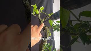 打孔补枝 也是一种很好的造型方式 阁下觉得如何？youtubeshorts bonsai art bonsaikingdom [upl. by Ariaek]