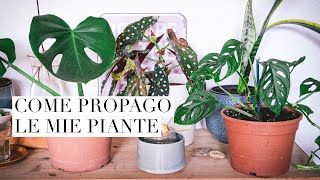 La mia routine di propagazione Begonia Maculata Monstera Falangio Pothos Sansevieria [upl. by Enautna]