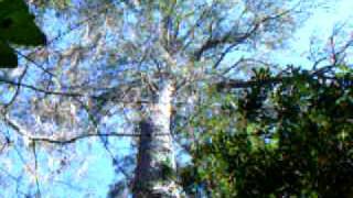 National Champion Loblolly Pine Tree [upl. by Truscott3]