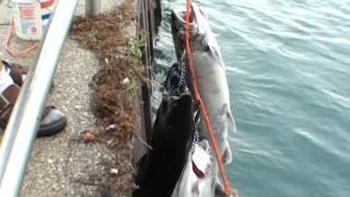 Fishing Port Huron Michigan [upl. by Penoyer]